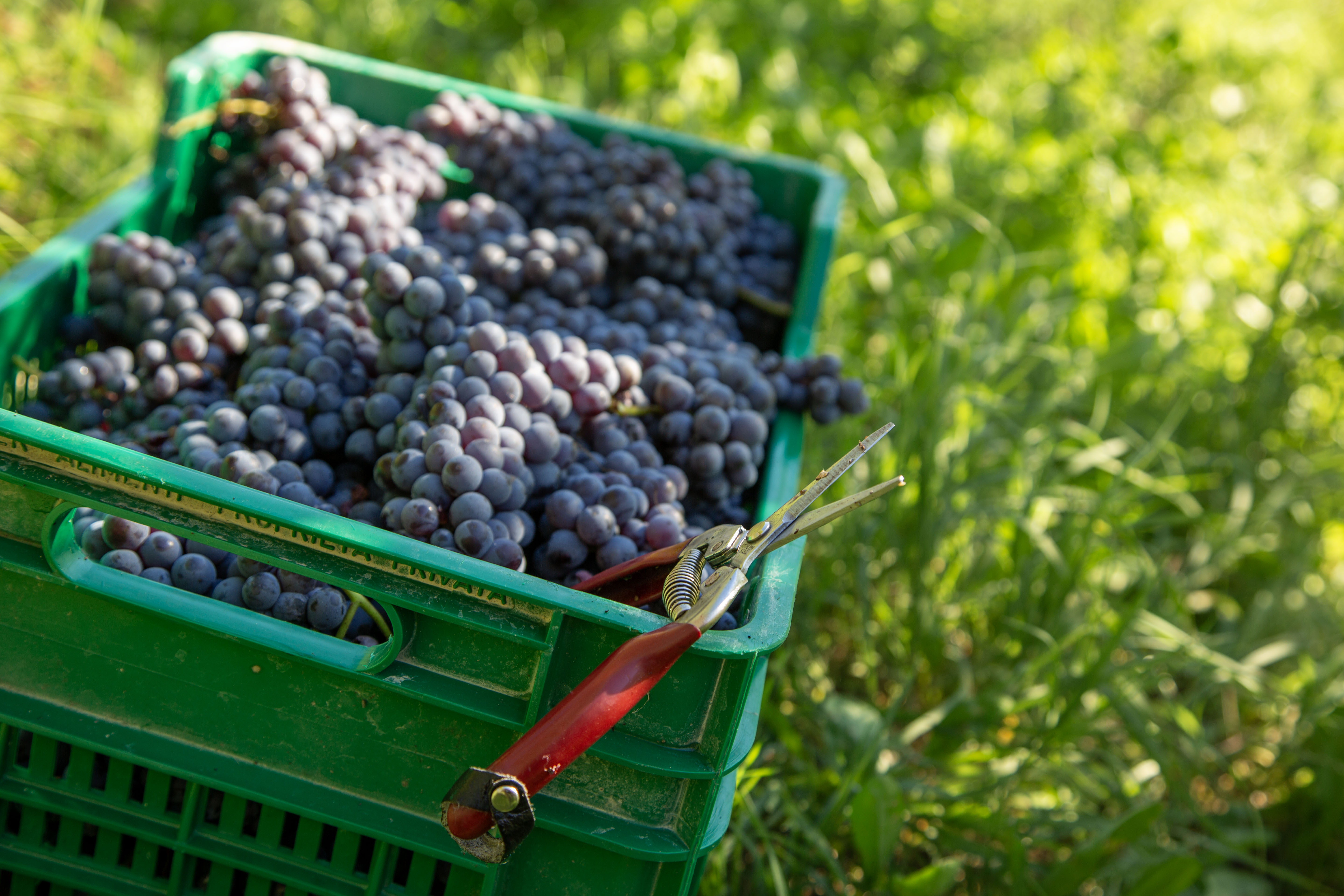 Nebbiolo